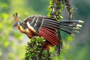 Hoatzin