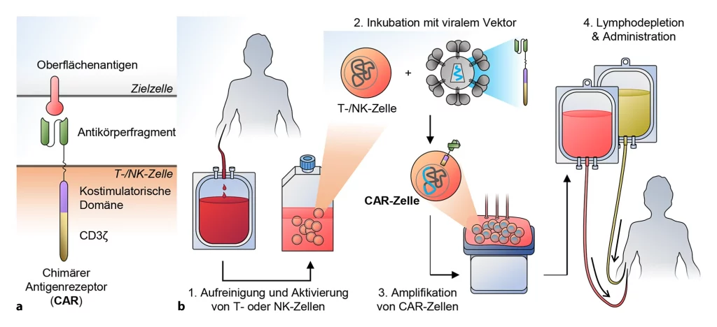 Architektur eines chimären Antigenrezeptors (CAR) 