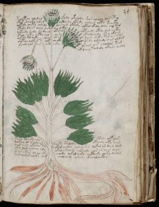Voynich