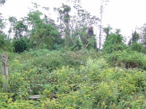 Charles Island -  Wald im Inselinnern